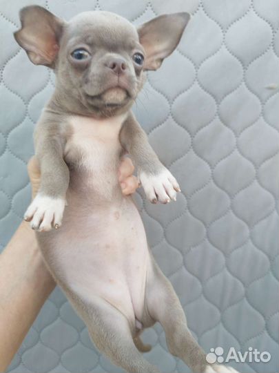 Щенки чихуахуа