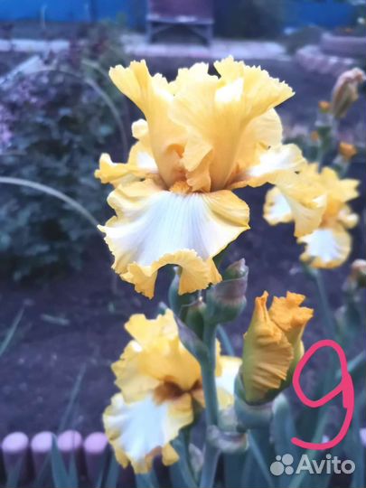 Ирисы бородатые сортовые