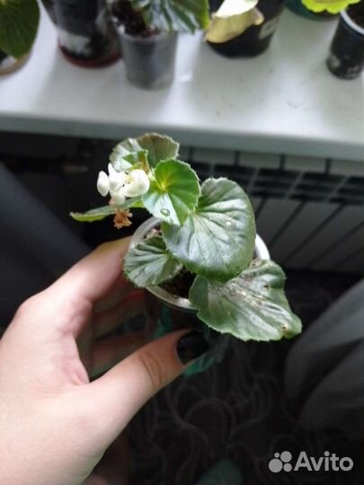 Укорененные отростки домашних растений