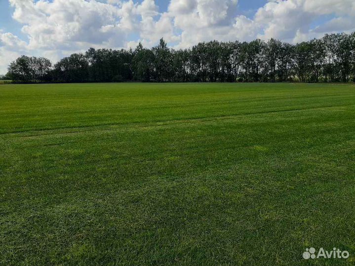 Укладка газона