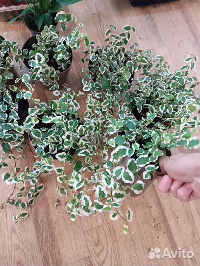 Фикус Пумила Уайт