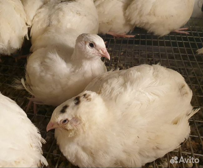 Перепела суточные