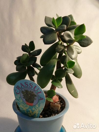 Крассула Толстянка Денежное дерево