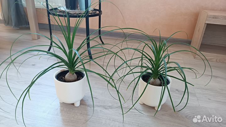 Нолина Рекурвата, Бокарнея