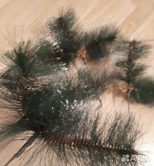 Ветки сосны новые