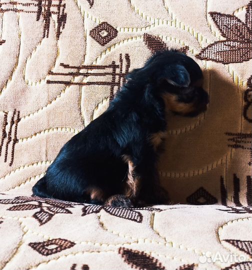 Йоркширский терьер