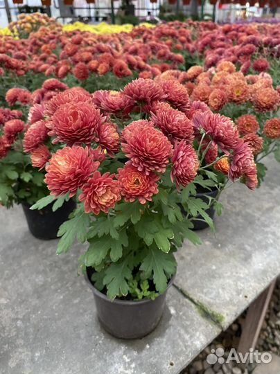 Хризантема мультифлора d12