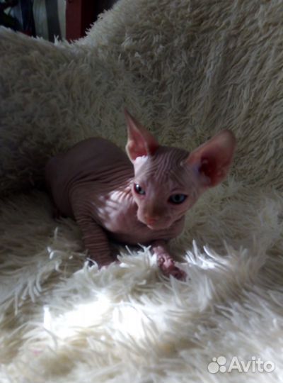 Котята донской сфинкс