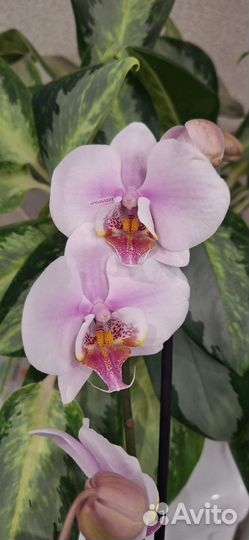 Орхидея Фаленопсис Застывшее Пламя