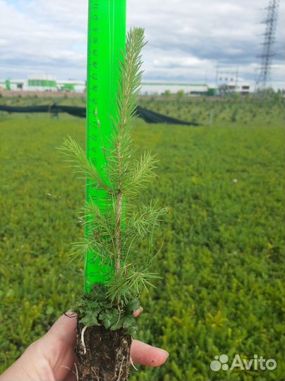 Сеянцы ели и сосны зкс