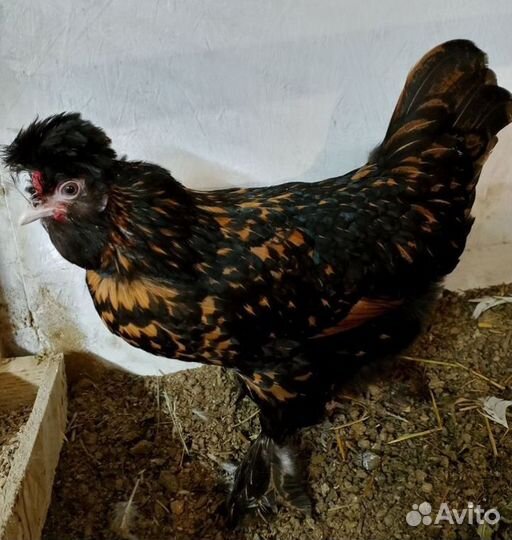 Инкубационное яйцо Павловское золото