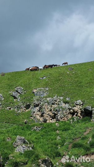 Экскурсии по Северному Кавказу