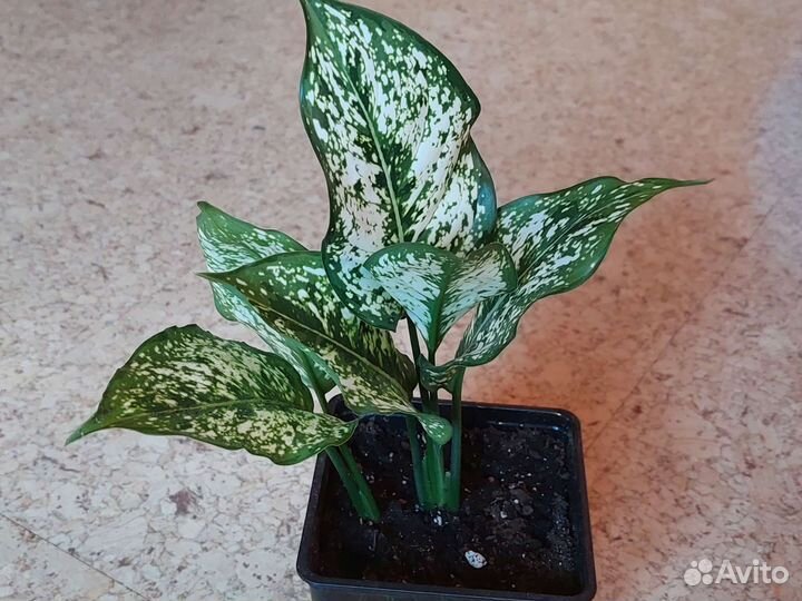 Аглаонема First Diamond (ферст даймонд)