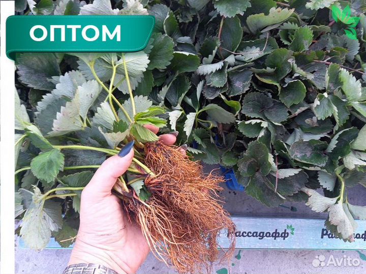 Рассада клубники. Для теплиц и гидропоники