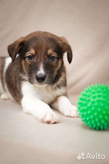 Щенок 2 месяца бесплатно