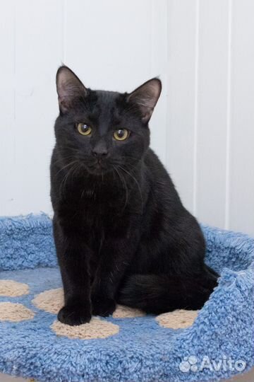 Котик Равель ищет ответственных и любящих родителе