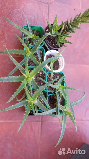 Алоэ (Столетник )