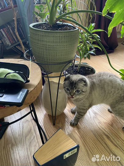 Кошка на вязку