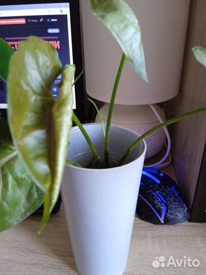 Домашние цветы