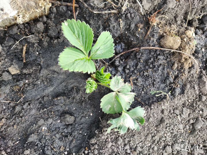 Саженцы клубники