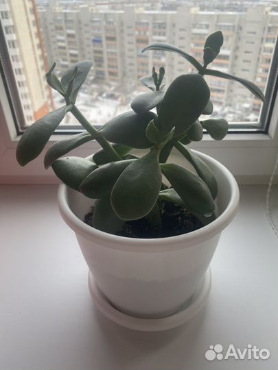 Комнатные цветы. Денежное дерево