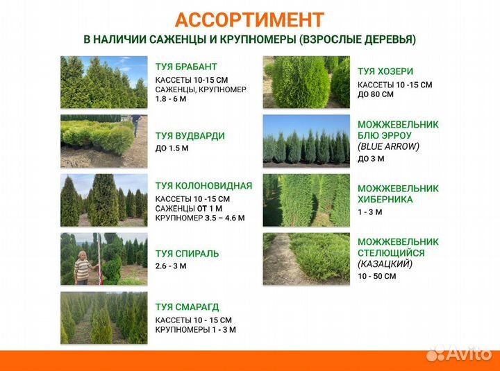 Деревья крупномеры из питомника