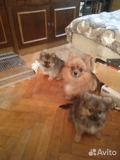 Малый немецкий шпиц щенки