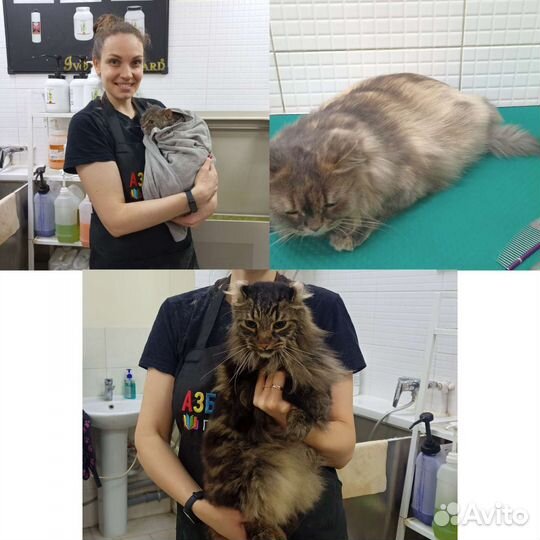 Стрижка кошек, экспресс-линька