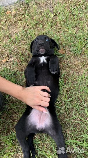 Щенята в добрые руки