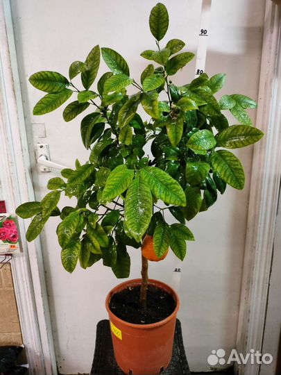 Лимоны (с крупными.), мандарины, фикусы, черенки