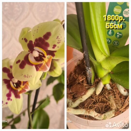 Орхидея фаленопсис, суккуленты