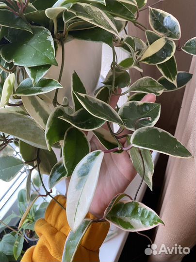 Хойя кримсон квин