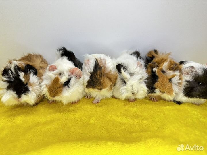 Морские свинки малыши