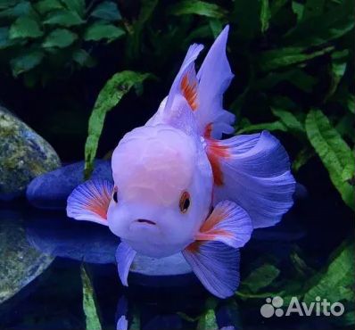 Вуалехвостые