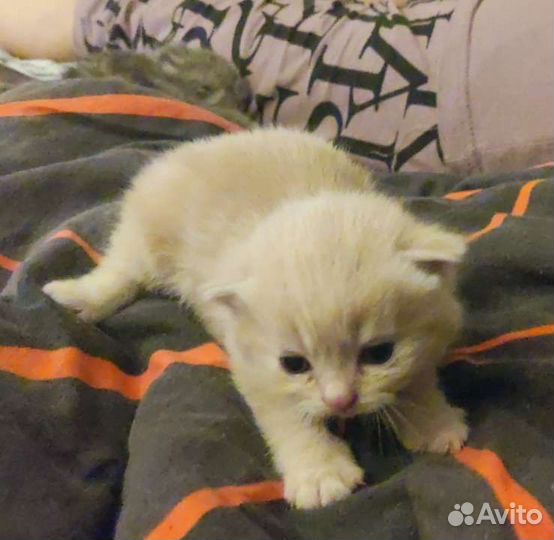 Персиковый Скоттиш-фолд