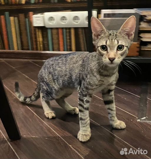 Котята в дар спасение с теплотрассы