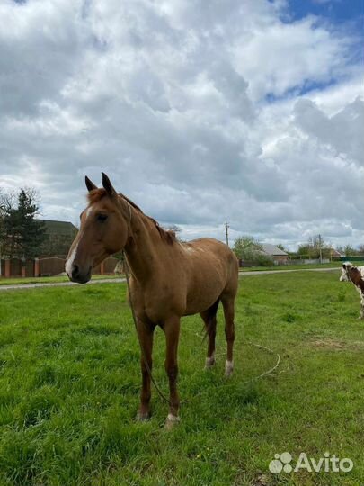 Продаётся лошадь