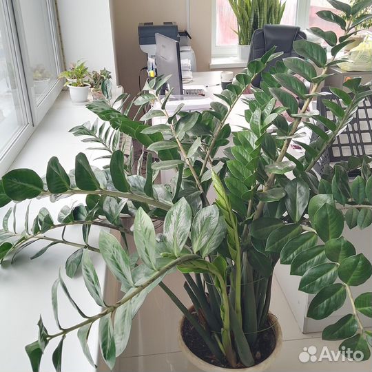 Замиокулькас