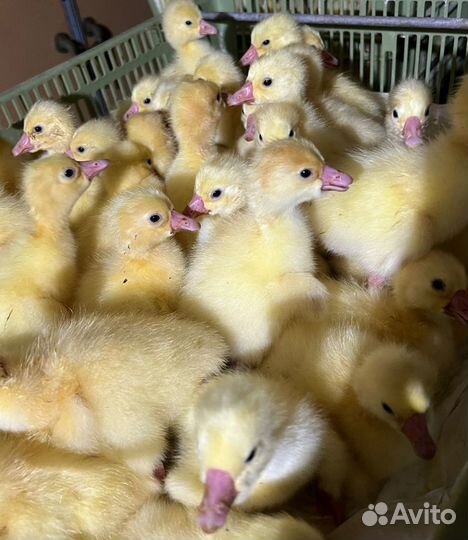 Гусята, гуси