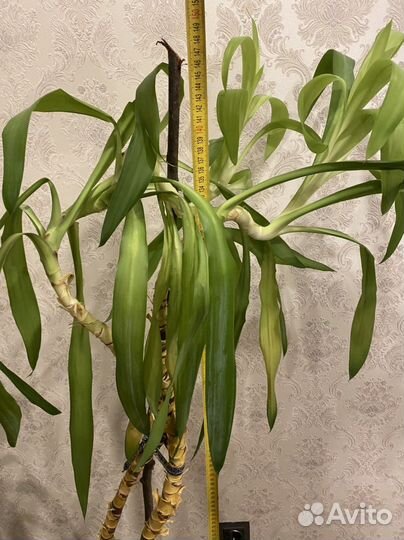 Юкка пальма домашняя