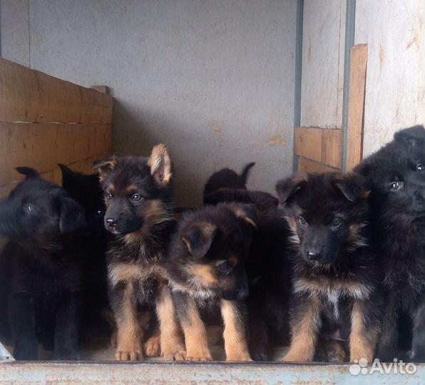 Немецкая овчарка