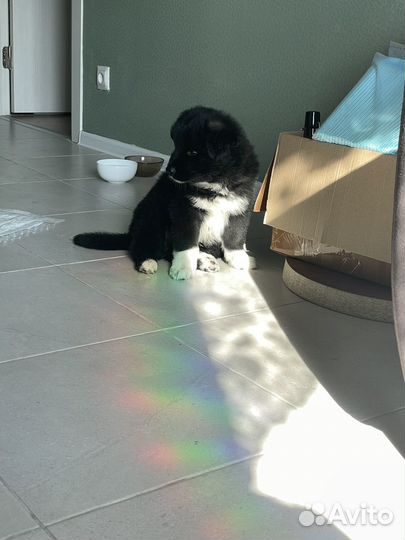 Щенок самоеда