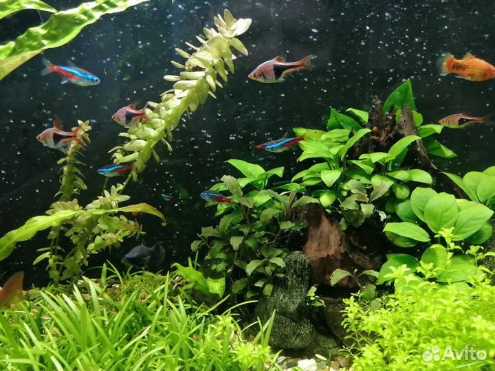 Аквариумные рыбки