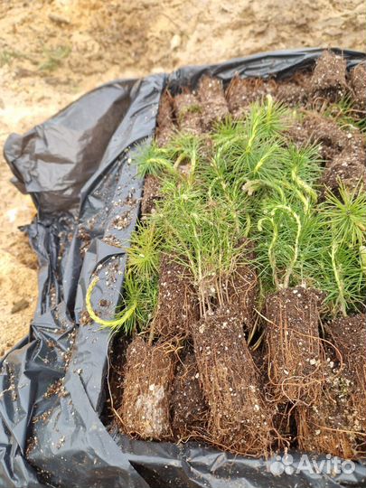 Сеянцы ели европейской зкс от производителя