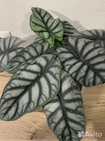 Клубни Алоказия Регал Шилдс, Серебряный дракон