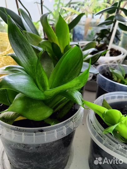 Сансевиерия щучий хвост