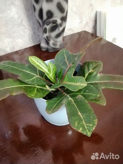 Кодиеум кротон