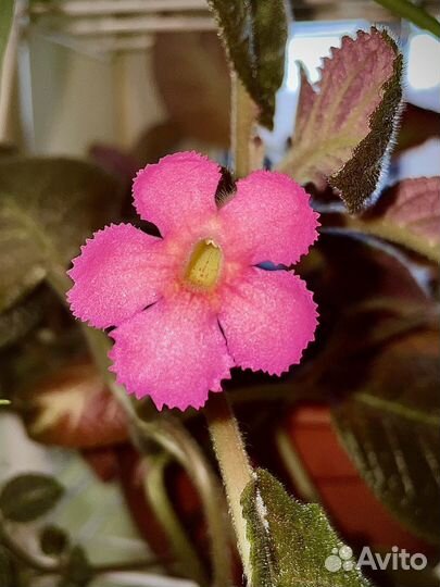 Эписция Pinkiscia