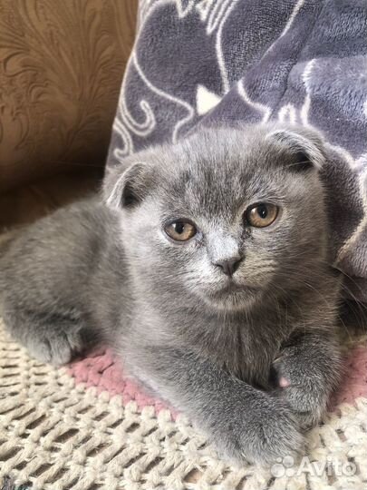 Шотландская