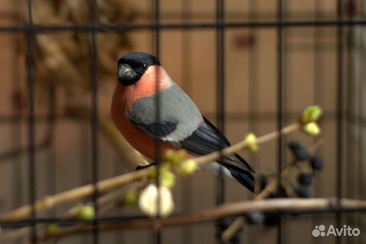 Певчие птицы